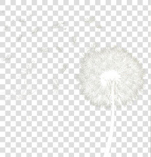 Dandelion Download Transparent Png Image   Transparent Background White Dandelion Png  Png Download