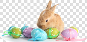 Real Easter Eggs Png   Easter Bunny And Eggs Png  Transparent Png