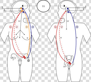 Sprzężenie Zwrotne Hormonow   Pituitary Gland Controls The Function Of The Ovaries  HD Png Download