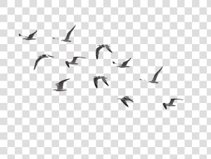 Flock Of Flying Bird Png Picture   Flock Of Birds Flying Png  Transparent Png