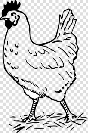 Rooster  Bird  Chicken  Farm  Walking  Poultry  Hen   Hen Black And White  HD Png Download