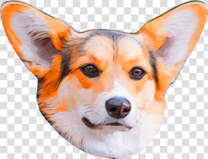 Cardigan Welsh Corgi  HD Png Download