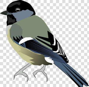 Tit Bird Chickadee Titmice Paridae Passerine Bird   Chickadee Clipart Png  Transparent Png