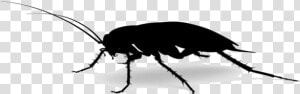 Roach Png Image For Download   Mosquito  Transparent Png