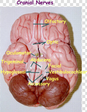 Nerves Png  Transparent Png