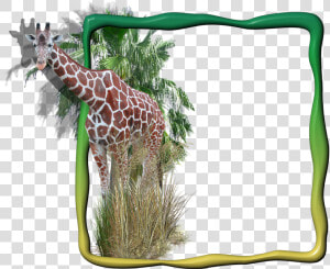 Frame Photo Frame Giraffe In The Frame Free Photo   Transparent Animal Background Png  Png Download