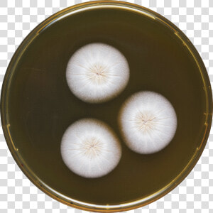 Aspergillus Haitiensis Meaox   Vegetable  HD Png Download