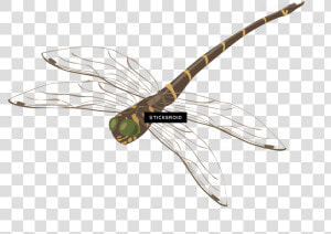 Photography   Png Download   Net winged Insects  Transparent Png