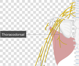 An Image Showing The Thoracodorsal Nerve Coming Out   Thoracodorsal Nerve Latissimus Dorsi  HD Png Download