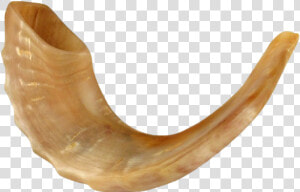 Shofar Png Free Download   Shofar Horn For Sale  Transparent Png