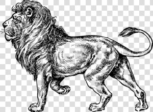 Lion  Wild  Animal  Mane  King  Standing  Carnivore   Lion Drawing Png  Transparent Png