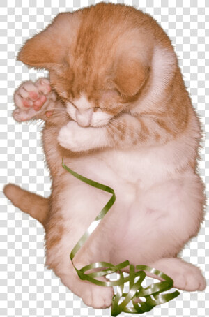 Cat Kitten Playing With Ribbon   Kitten  HD Png Download