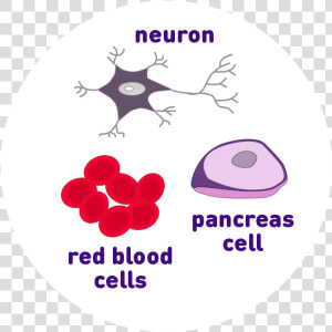 Neuron  Pancreas Cell  And Red Blood Cell Icons   Circle  HD Png Download