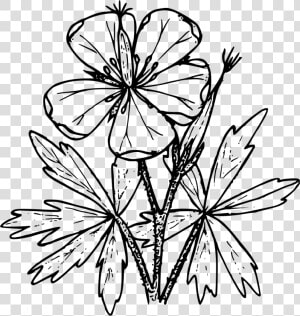 Sticky Geranium   Geranium Drawing Png  Transparent Png