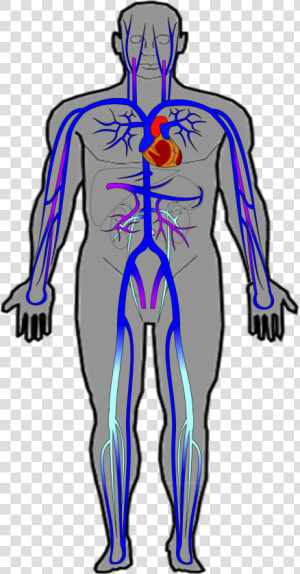 Ch20 Veins   Human Body Veins  HD Png Download