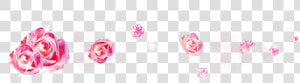  rose  pedals   Rose  HD Png Download