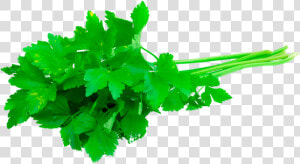 Transparent Cilantro Clipart   3 Sprigs Of Fresh Coriander  HD Png Download