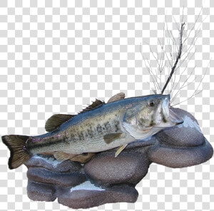 Transparent Largemouth Bass Png   Bass  Png Download