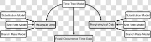 Modular Components Of The Graphical Model Used In The   Diagram A Typical Sequence Of Events In Fossilization  HD Png Download