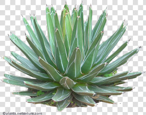 Succulent plant   Agave Plant Png  Transparent Png