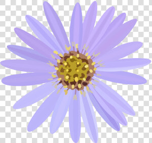 Aster Flower Banner   Asters Flower Clipart  HD Png Download