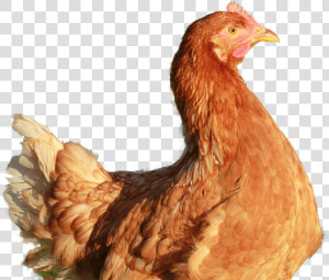 Gallina Colorada  HD Png Download