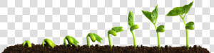 Grow Png Transparent Picture Growing Plant   Plants Growing  Png Download