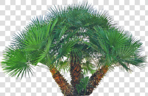 Pygmy Date Palm Png  Transparent Png