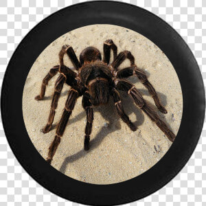 Tarantula Spider On Desert Sand Jeep Camper Spare Tire  HD Png Download