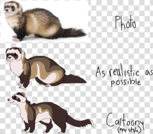 Ferret Drawn Clipart   Ferret Drawing  HD Png Download