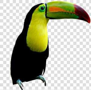 Toucan Beak Png  Transparent Png