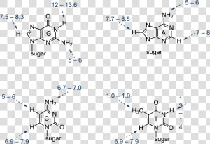 Nucleic Acid Structure Diagram  HD Png Download