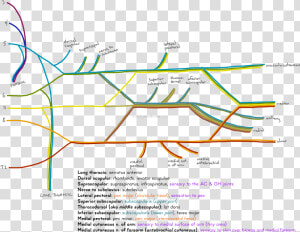 Brachial Plexus Mnemonic Beer  HD Png Download