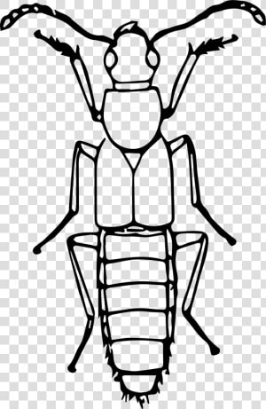 Rove Beetle Clip Arts   Bugs Line Drawing  HD Png Download