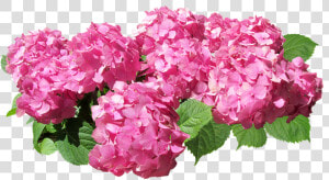 Flower flowering Family   Pink Hydrangea Transparent Background  HD Png Download