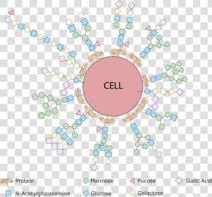 Every Single Cell In The Human Body Is Covered With   Glycan In Human Cell  HD Png Download