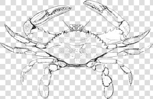 Horseshoe Crab Pencil And In Color Crab Clipart Easy   Blue Crab Coloring Pages  HD Png Download