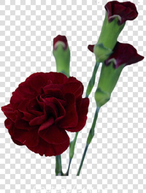 Spray Of Burgundy Carnations  HD Png Download