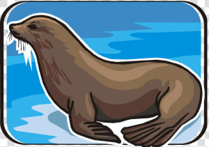 Sea Lion Clip Art   Clip Art  HD Png Download