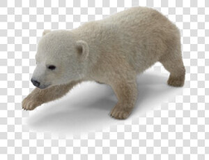 Polar Bear Png Download Image   Baby Polar Bear Png  Transparent Png