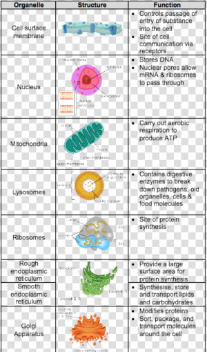 Picture   Level Biology Cell Structure  HD Png Download