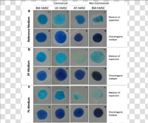 Chondrogenic Differentiation Of Human Mesenchymal Stem   Stem Cell Differentiation Chondrocyte  HD Png Download