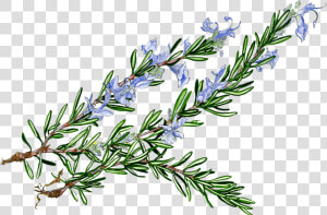 Rosemary Clipart  HD Png Download