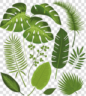 Transparent Tropical Leaves Png   Tropical Leaves Drawing  Png Download