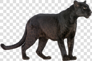 Panther Png Transparent Image   Black Panther Animal Print  Png Download