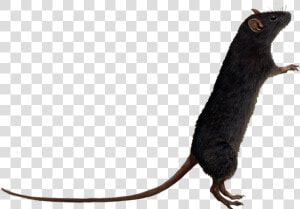 Rat Transparent   Rat White Background Cartoon  HD Png Download