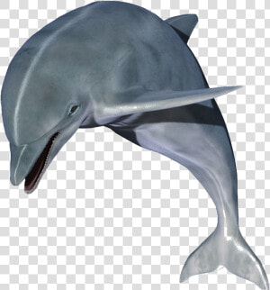 Dolphin Clip Art   High Resolution Dolphin Hd  HD Png Download