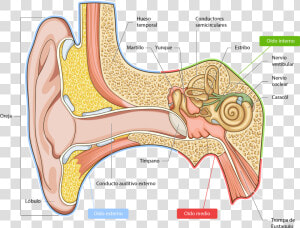 Anatomy Of The Ear Pinna  HD Png Download