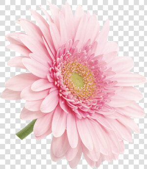 Barberton Daisy  HD Png Download