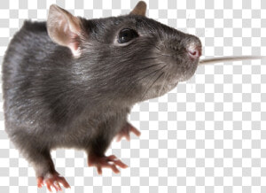 Download Rat Png Pic   Png Rat  Transparent Png